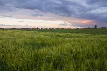 sunset light in green grass in summer field