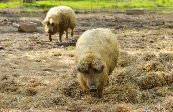 Pigs on the eco Farm