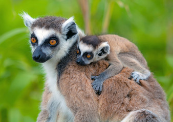 Naklejka premium Lemuri del Madagascar