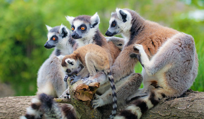 Lemuri del Madagascar - obrazy, fototapety, plakaty