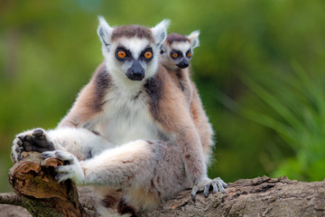 Lemuri del Madagascar