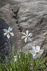 Sternnarzissen