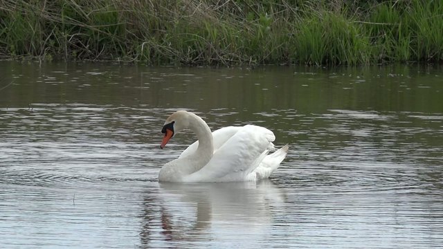swan swimming on the lake