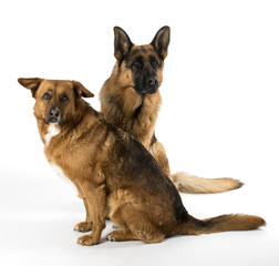 dogs isolated on white background