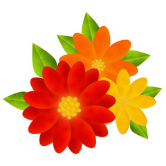 Bright flowers isolated on white