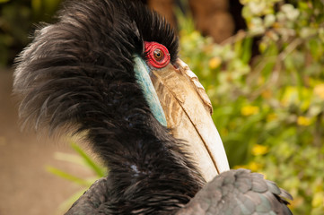 Primer plano de un Tucán en Bali, Indonesia.