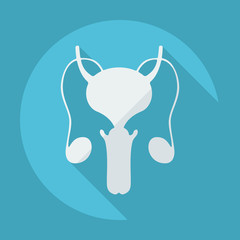 Flat modern design with shadow icons male reproductive system