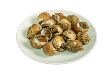 spotted babylon isolated on white background