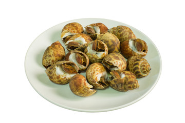 spotted babylon isolated on white background