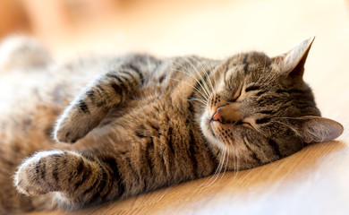 Tabby cat sleeping on the floor lying on her back - 82747691