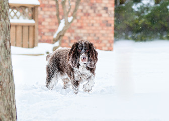 springer spaniel dog out in the snow