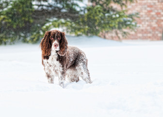 snowy springer spaniel dog