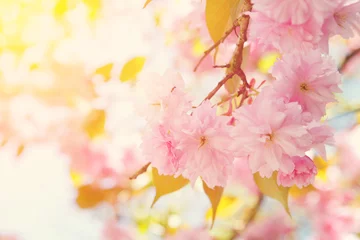 Gartenposter Kirschblüte springtime