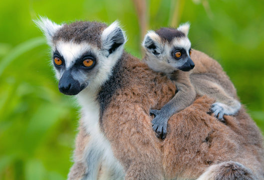 Lemuri del Madagascar