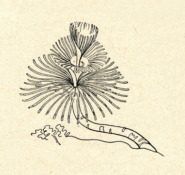 Feather duster worm (Sabellidae)