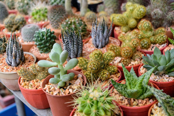 various of small plant and cactus