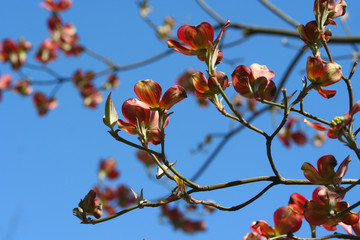 ハナミズキ - flowering dogwood