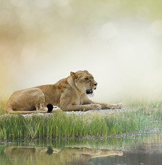 Plakat Female Lion