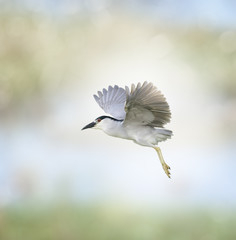 Black-crowned Night Heron