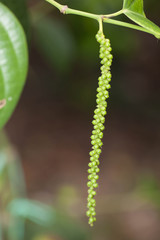 Young pepper in the nature