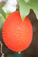 Baby jackfruit spiny bitter gourd fruit