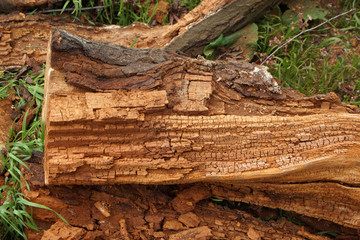 sawed rotten tree trunk closeup