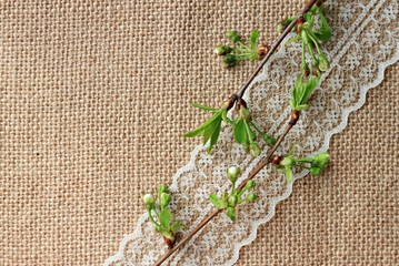 burlap background with spring blossom twig