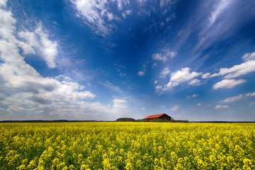 Rapsfeld, Haus und Himmel