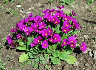 Obraz premium Red primrose flowers