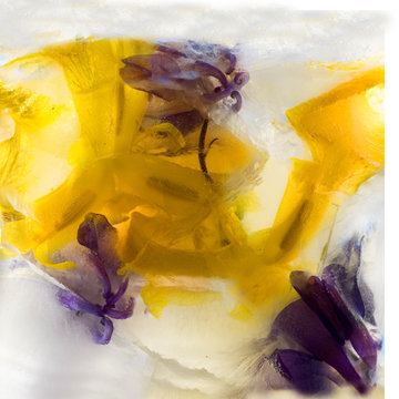  Frozen   flower of  iris