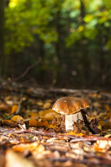 edible mushroom in forest