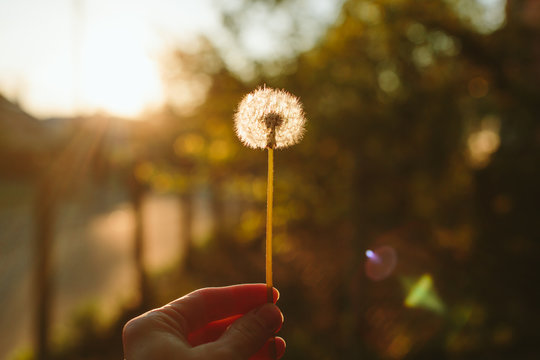 Fototapeta Sunset dandelion in the hand