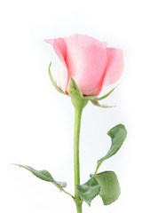 pink rose flower on white background
