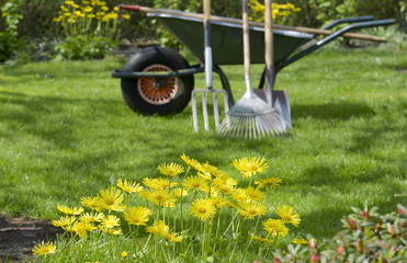  Frühblüher im Garten. Gemswurz , Frühlingsmargarite 