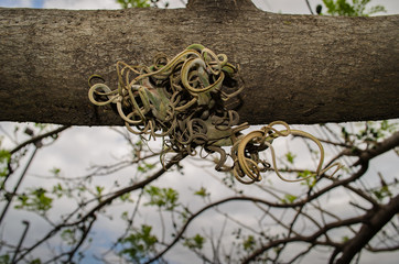 Parasitic plant growing from fallen tree in Costa Rica