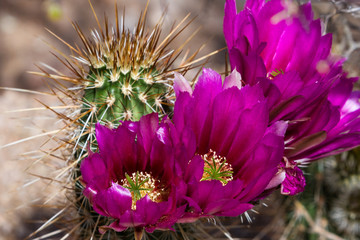 Cactus du désert en fleurs
