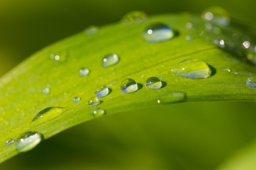Close up of water droplets on grass leaf
