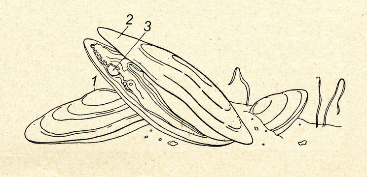 Freshwater pearl mussel (Margaritifera margaritifera)