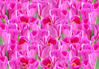 Collage with pink tulips
