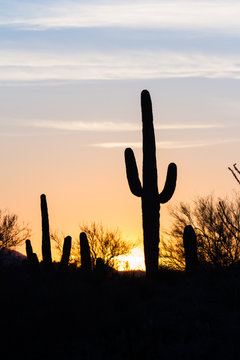 Saguaro cactus sunset