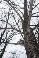 écureuil dans un arbre