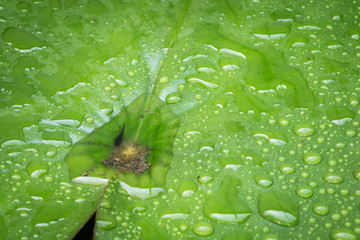 Water drop on lotus leaf