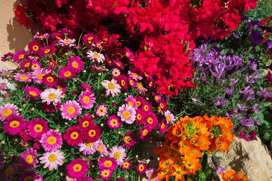 Decorazione floreale per la festa dei fiori a Camerino