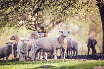 Obraz na płótnie Canvas Flock of sheep outside in summer nature