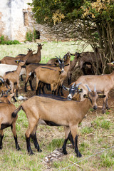 herd of goats, Aveyron, Midi Pyrenees, France
