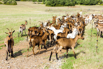 herd of goats on pasturage, Aveyron, Midi Pyrenees, France