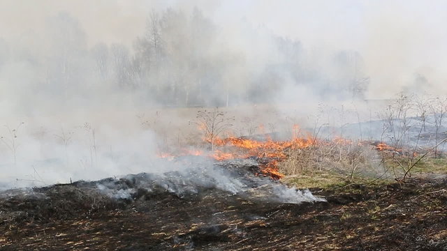 The fire in the field, burns a grass