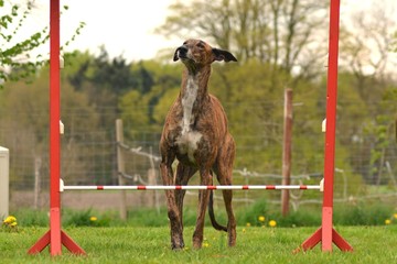 Galgo verweigert Sprung über Hürde
