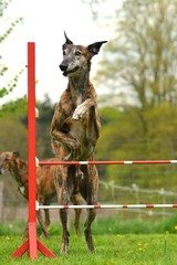 Galgo springt über Hürde