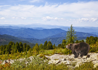 Brown bear in the mountains